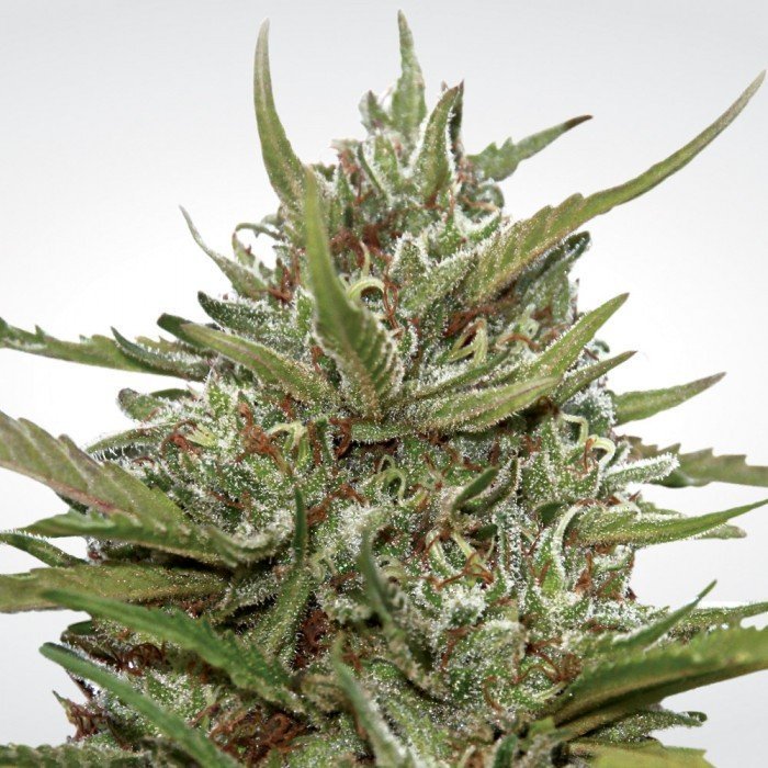 Auto Whiteberry