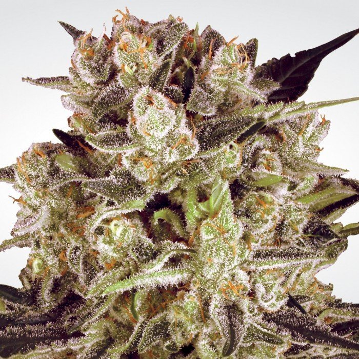 Durga Mata II CBD