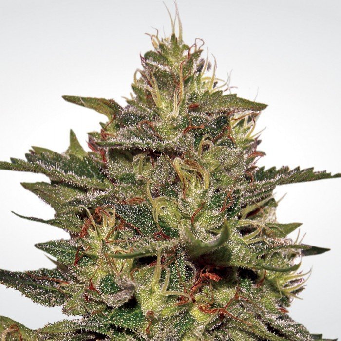 Original Cheese (IBL)