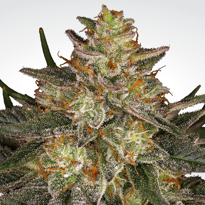 Dutch Kush