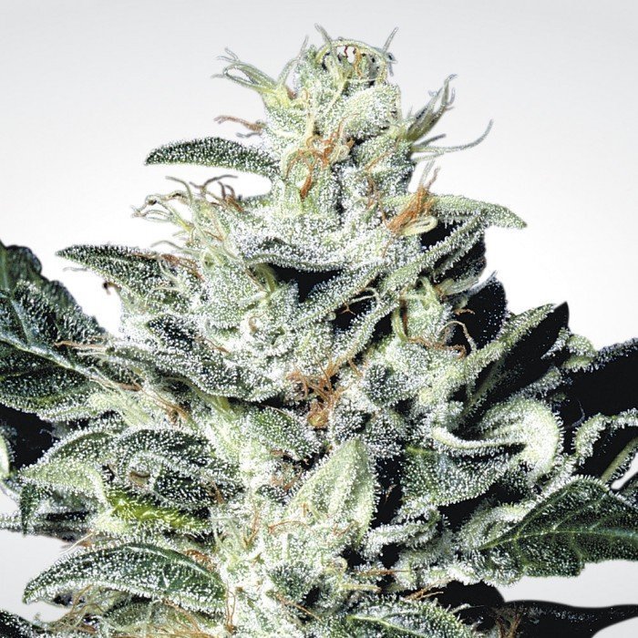 Sensi Star