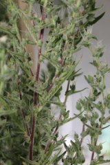 Dr Grinspoon pheno1..jpg