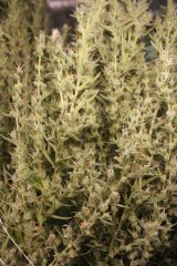 Dr Grinspoon pheno1.jpg