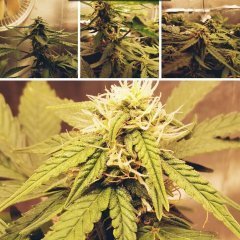 Jamaica Fast...jpg