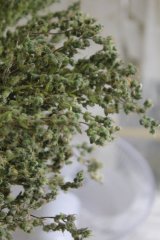 Dr Grinspoon pheno1...jpg