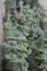 Dr Grinspoon pheno1....jpg