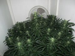 Amnesia platinum (bulk seed bank)