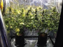 Super Lemon Haze, LSD