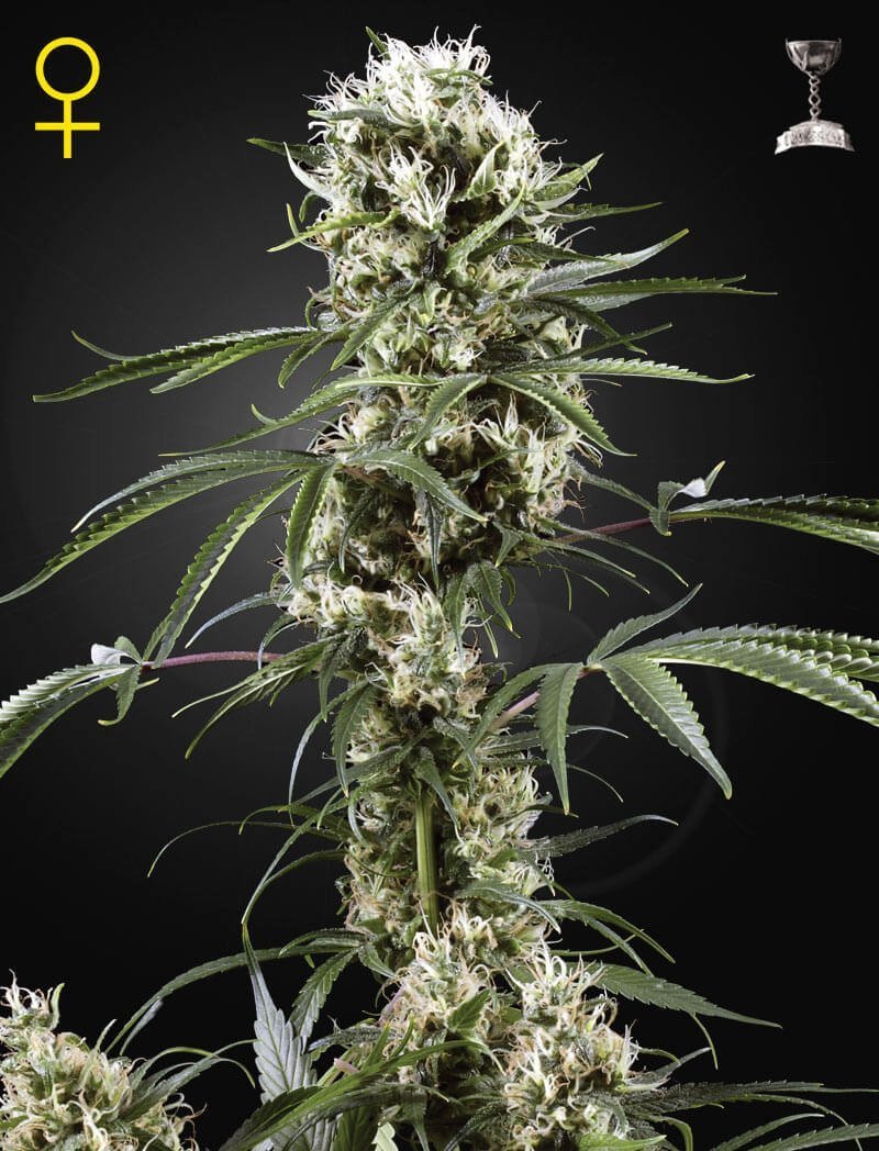 Super Lemon Haze