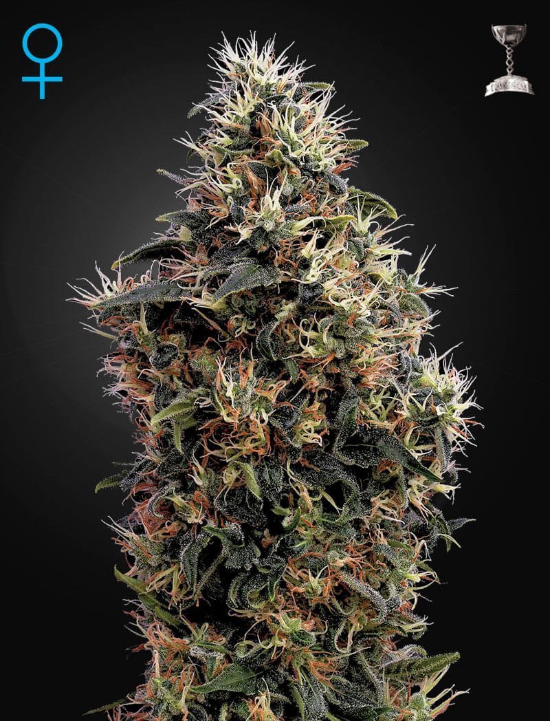 Sweet Mango Auto
