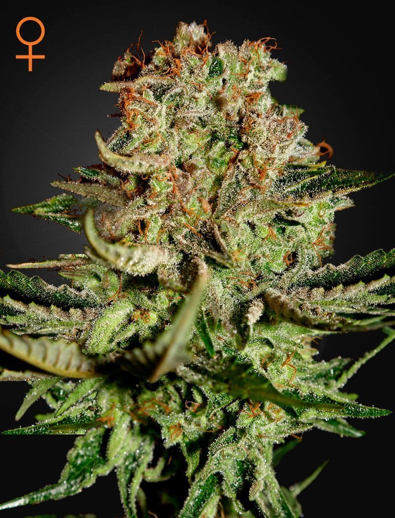 Super Bud 