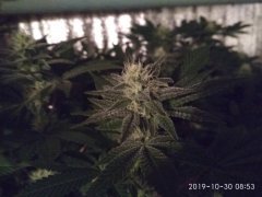 Medical seeds.jpg