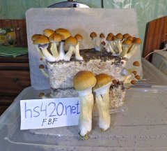 C6404530