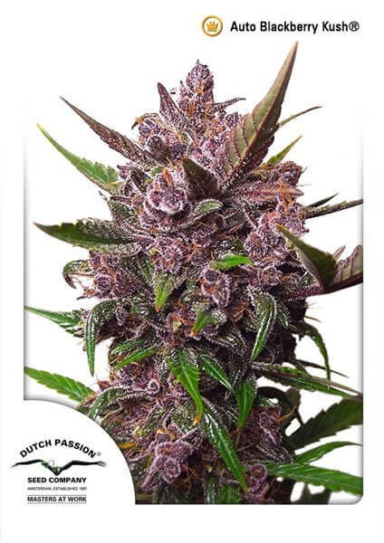 Auto Blackberry Kush