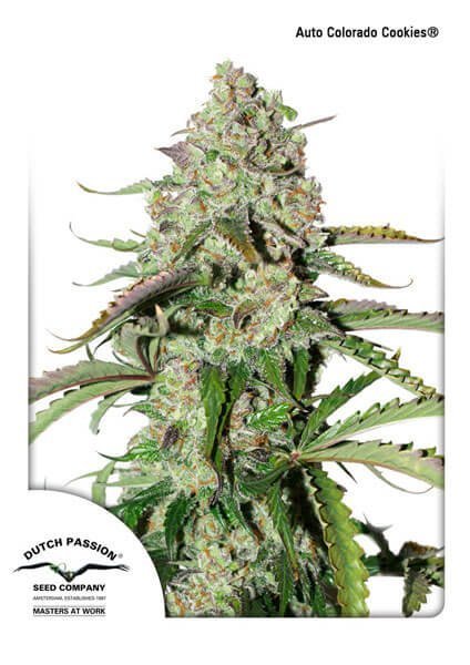 Auto Colorado Cookies