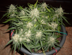 Auto OG Kush