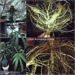 Collage_Fotorкорень клона амнезии_Fotor.jpg