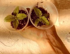Auto Nothern Lights (small smell).jpg