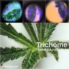 Collage_FotorTRICHOME_Fotor.jpg