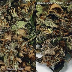 deliciousKandy