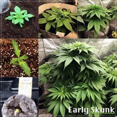 early skunk