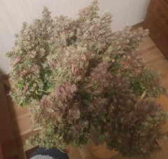 Бонсайчик, плотненький).jpg