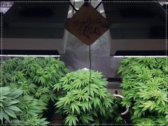 special for HS420''