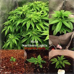 Auto Northern Light