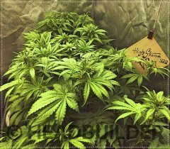 special for HS420