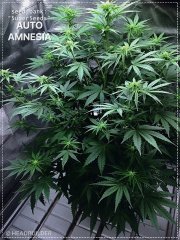 Auto AMNESIA (SS)