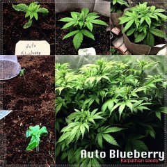 auto blueberry