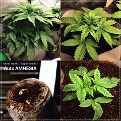 Auto AMNESIA (SS)