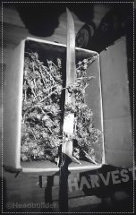 Brutal Harvest;)