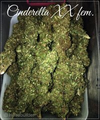 Cinderella XX Fem