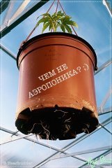 Васко