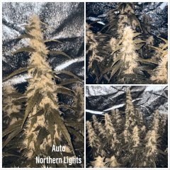 Auto Northern lights