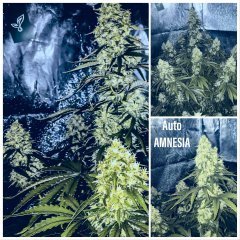 Auto Amnesia