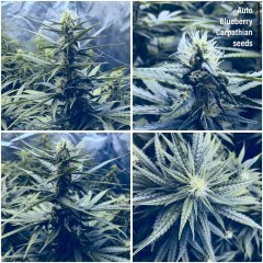 Auto Blueberry от Carpathian Seeds