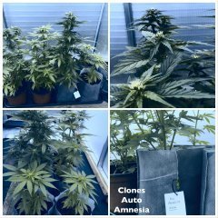 Clones Auto Amnesia