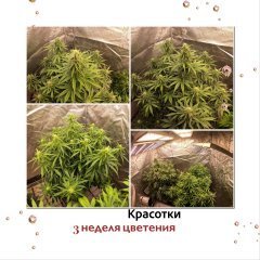 Amnesia , Northern lights, Blueberry