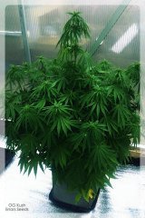 OG Kush