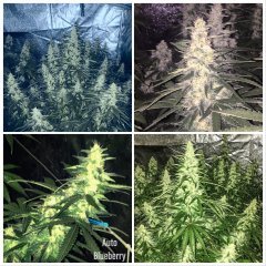 Auto Blueberry
