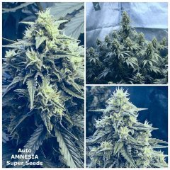 Auto Amnesia  Super Seeds