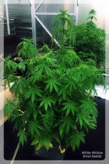 White Widow