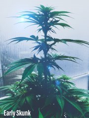 Early Skunk