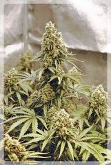 Auto Amnesia