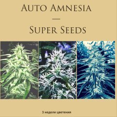Auto Amnesia