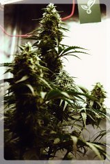 Amnesia Auto