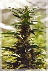 Auto Blueberry