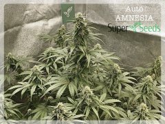 Amnesia Fem Auto
